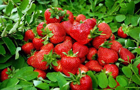 草莓產業推動